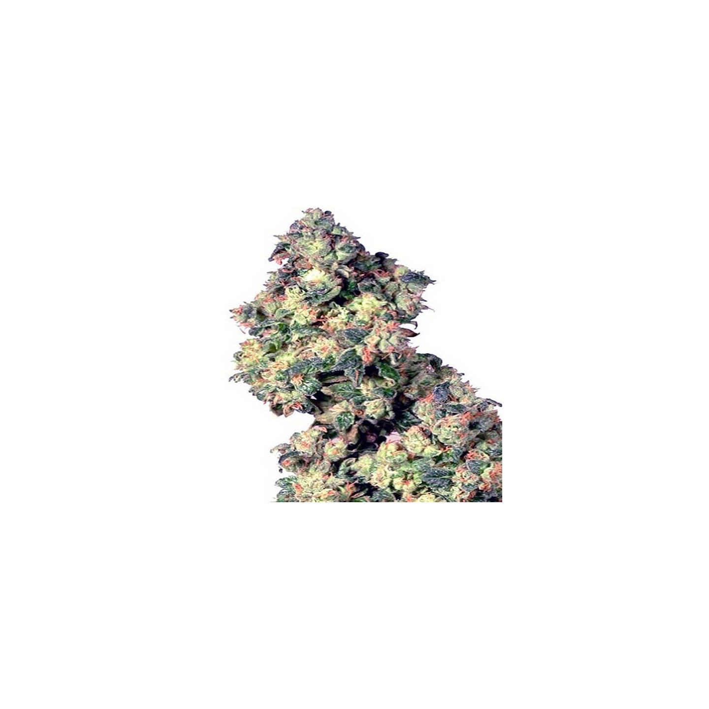 Chocolute F2 Regular de Absolute Seeds