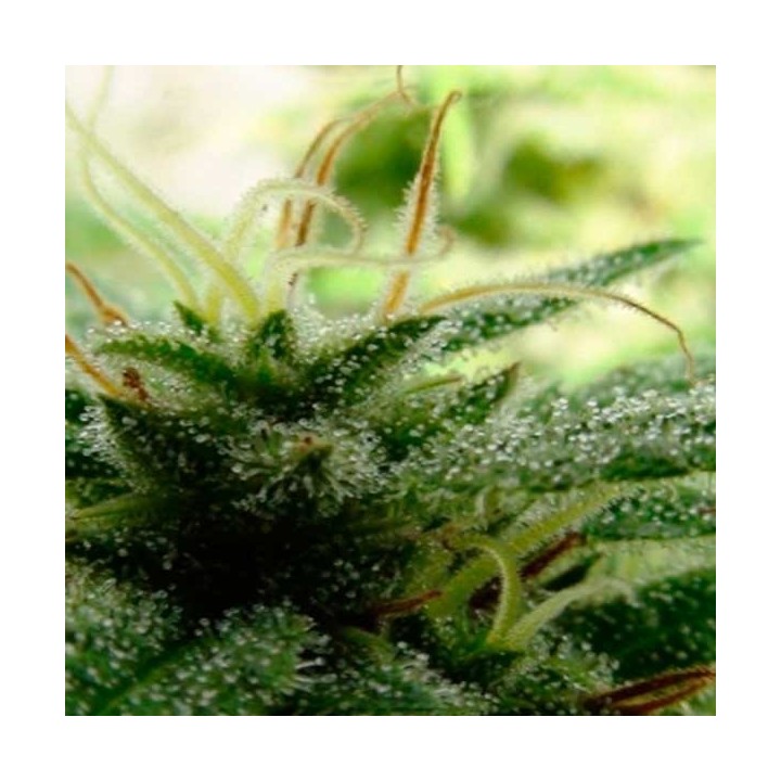 Automatic Kid Autofloreciente Feminizada de Bcn Seeds