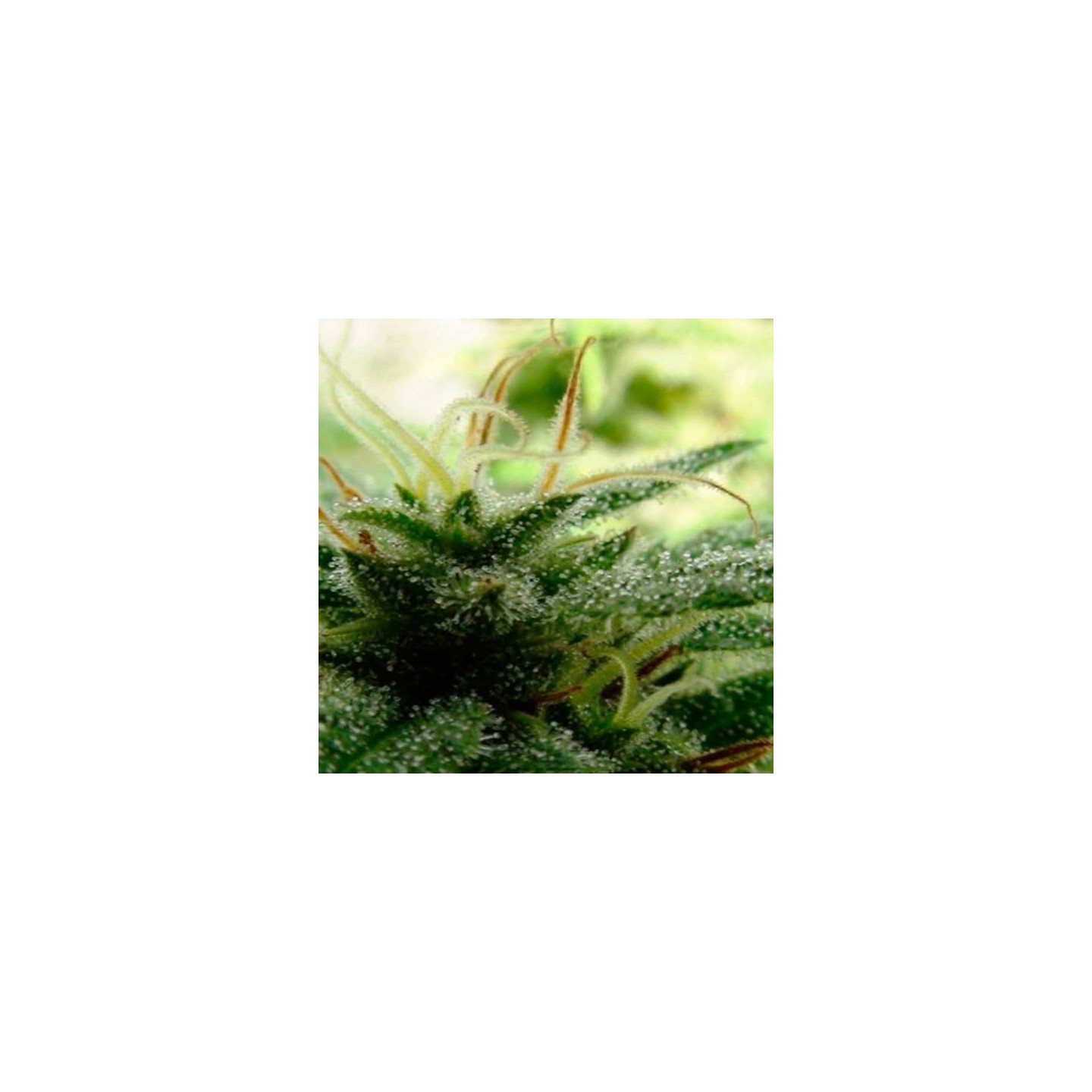 Automatic Kid Autofloreciente Feminizada de Bcn Seeds