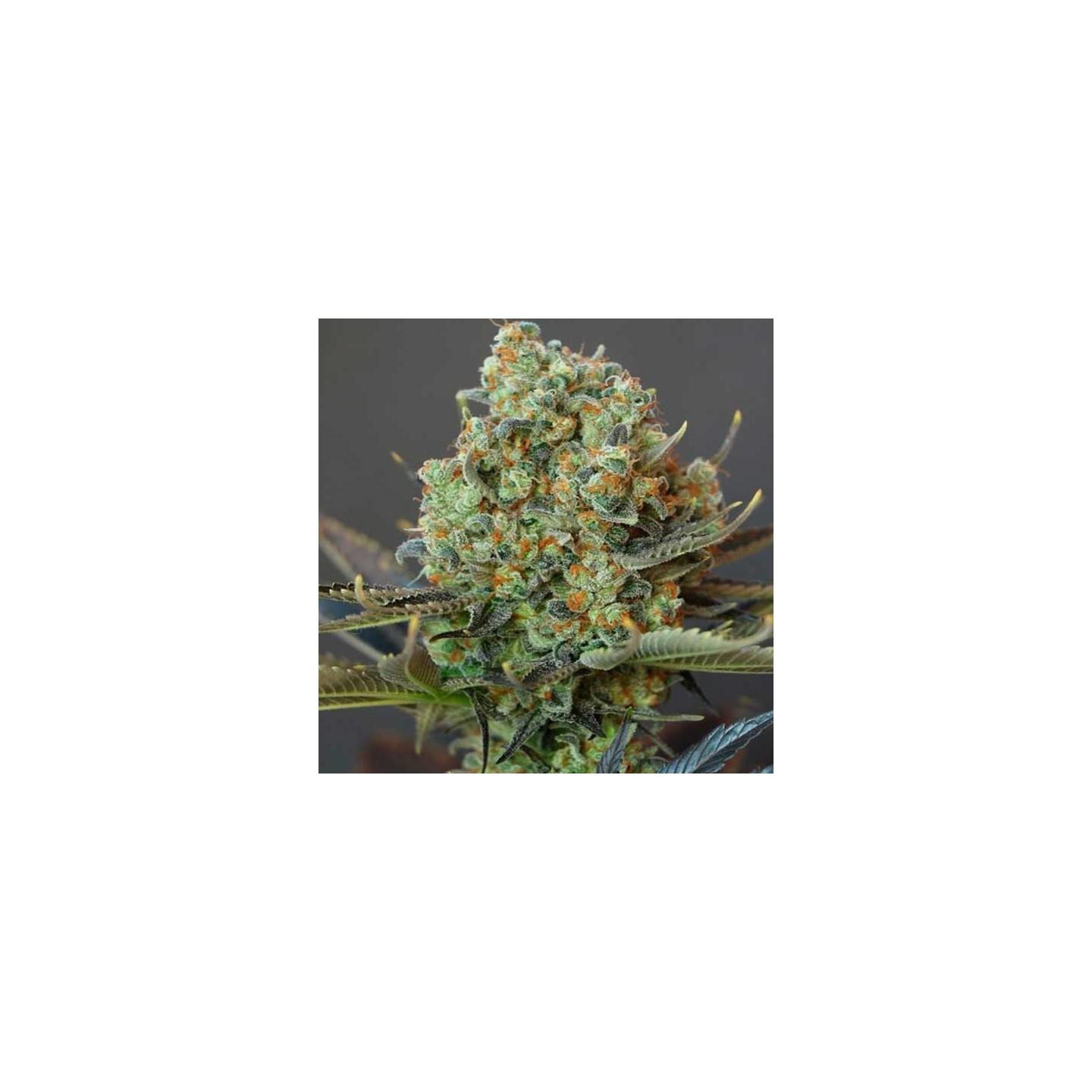 Bling-bling Haze Feminizada de Bcn Seeds