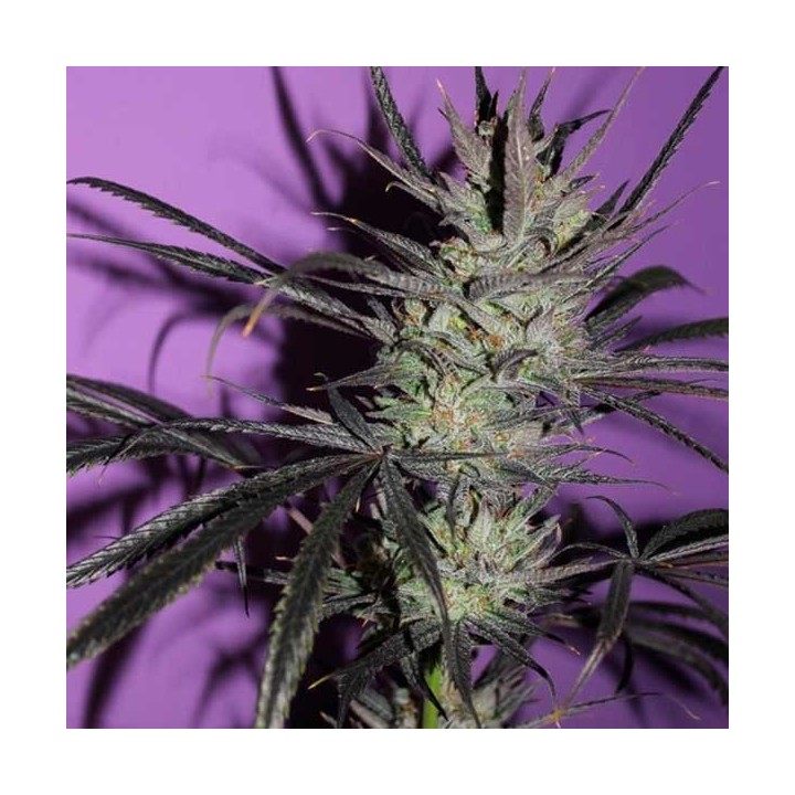 Fruty M.mas Feminizada de Bcn Seeds