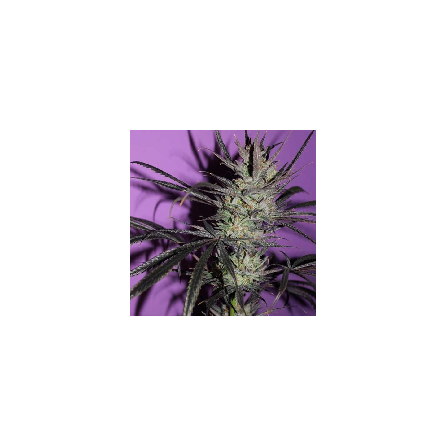 Fruty M.mas Feminizada de Bcn Seeds