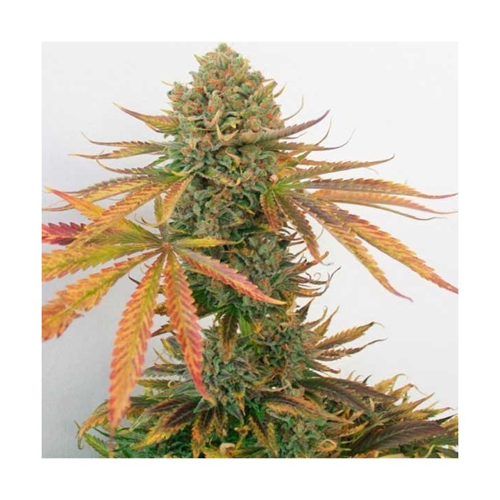 Masa Critika Feminizada de Bcn Seeds