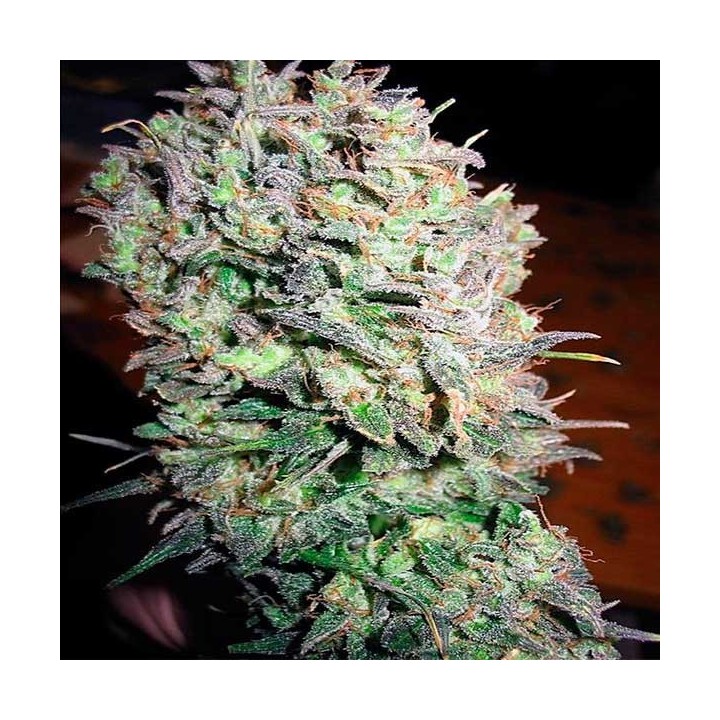 Nacho's Bud Feminizada de Bcn Seeds