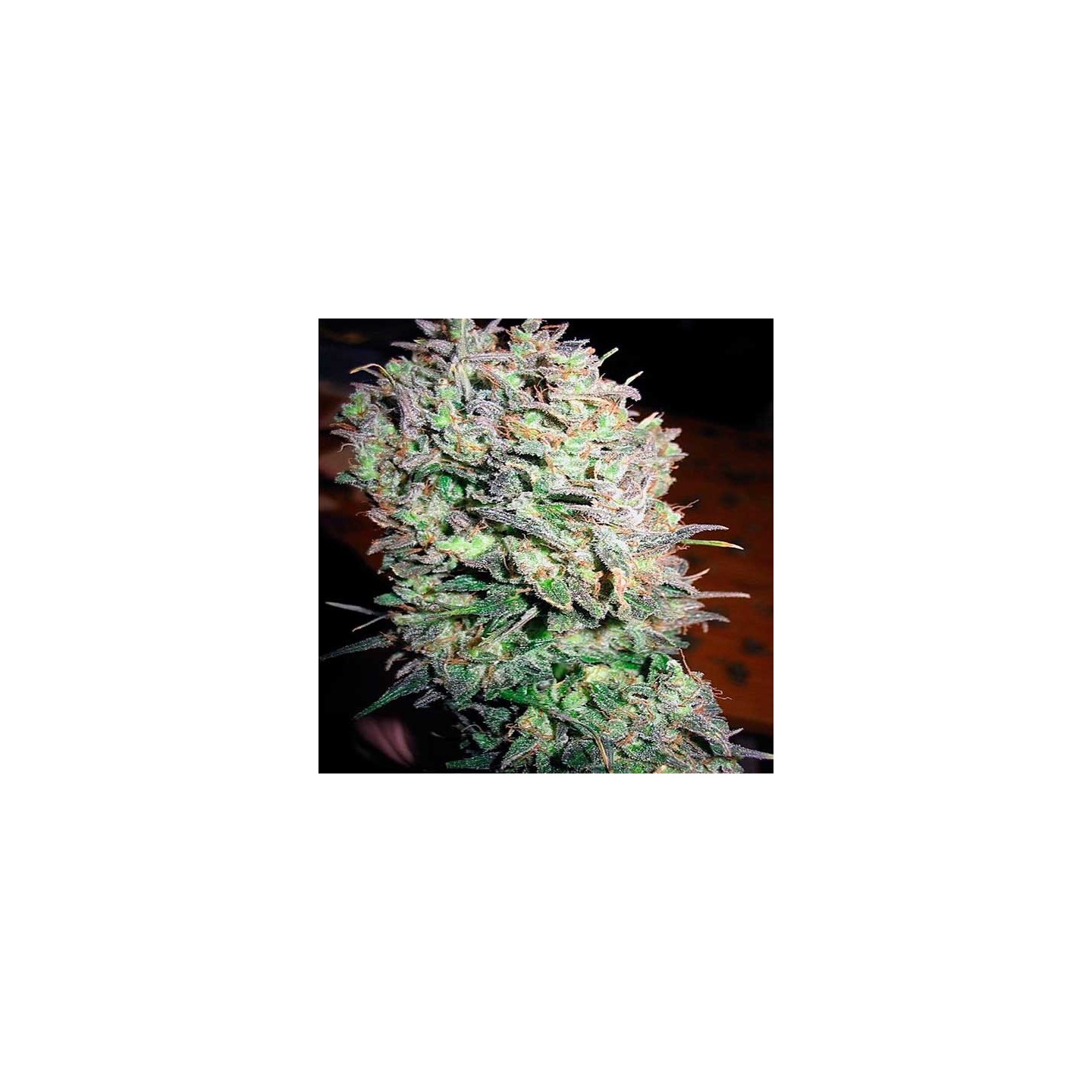 Nacho's Bud Feminizada de Bcn Seeds