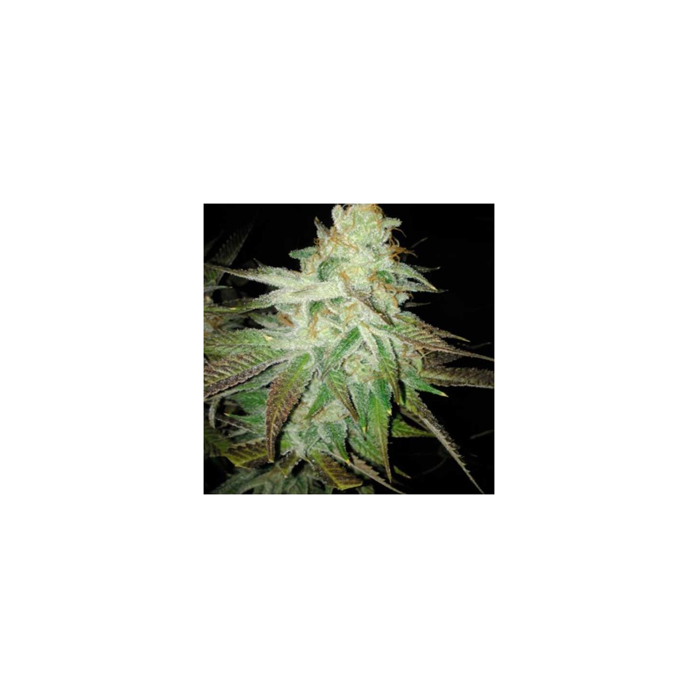 Queen Kush Feminizada de Bcn Seeds
