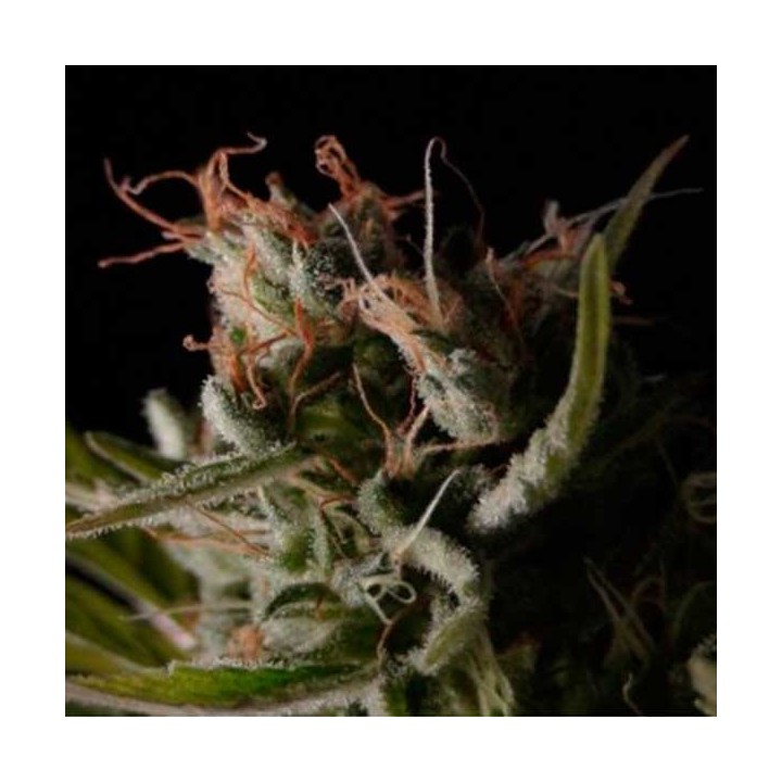 Sticky Wonder Feminizada de Bcn Seeds
