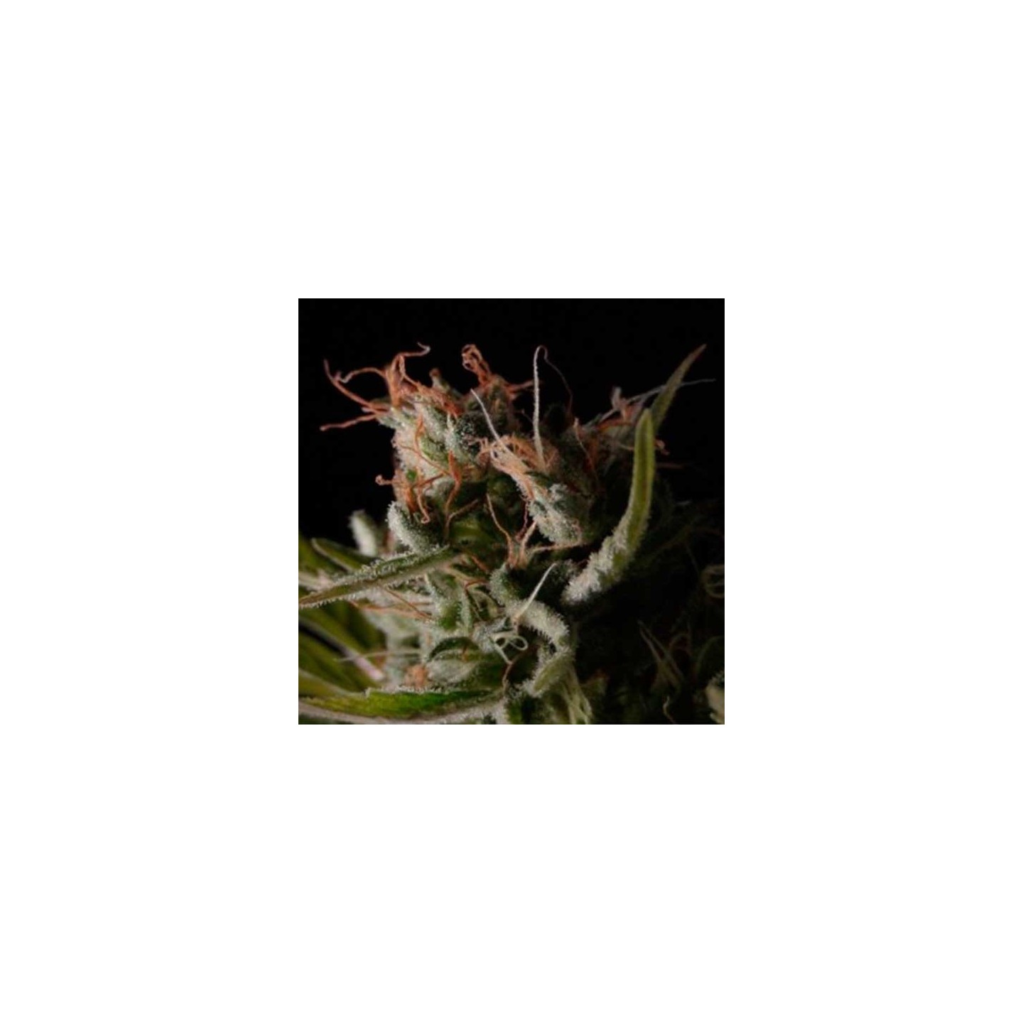 Sticky Wonder Feminizada de Bcn Seeds