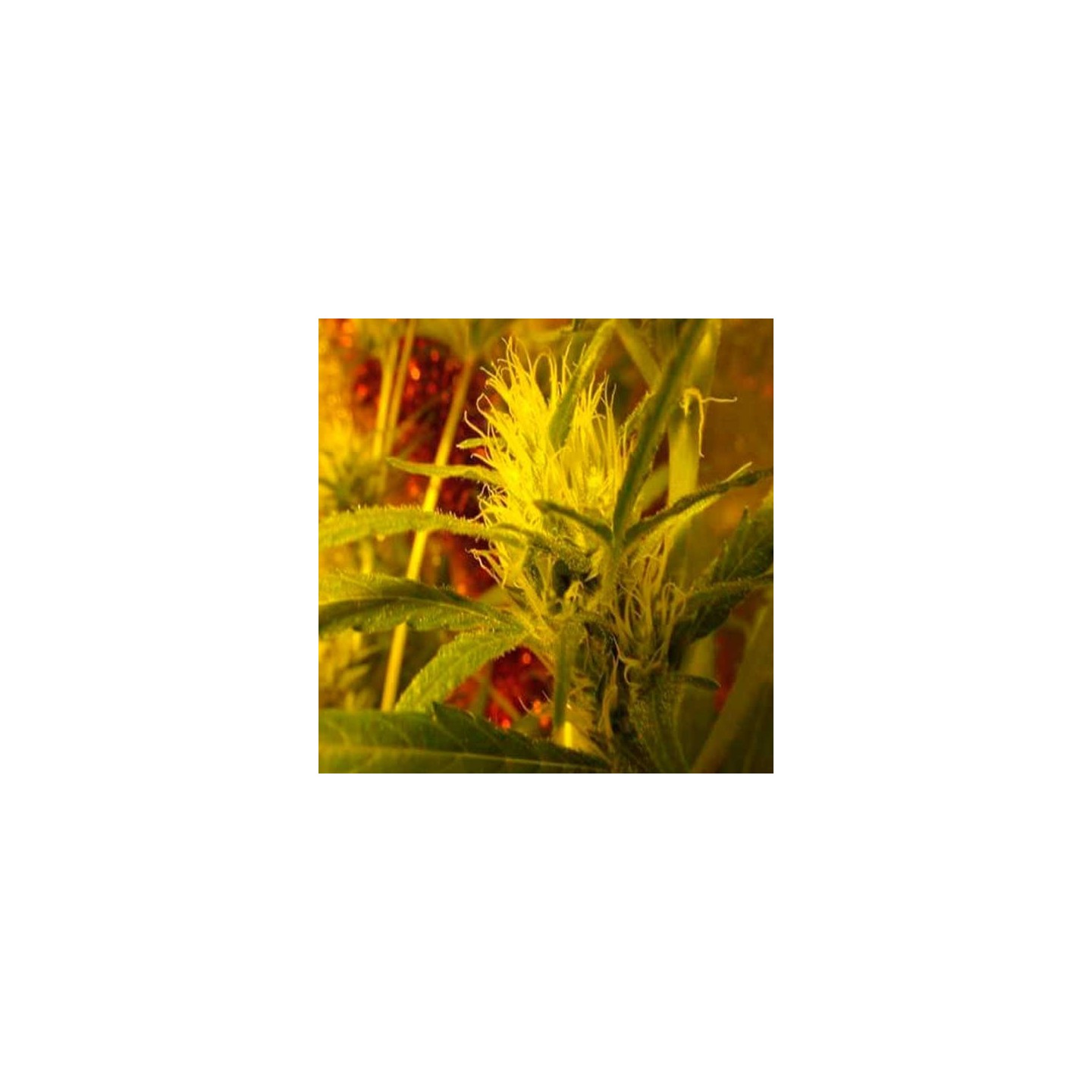 Strawberry Kiss Feminizada de Bcn Seeds