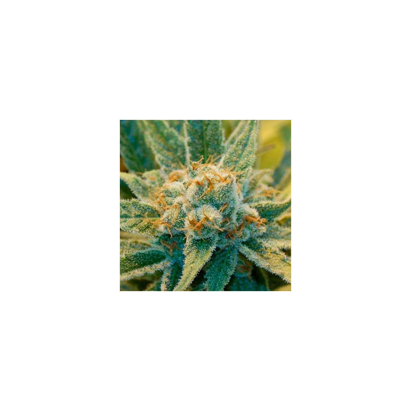 Super Silver Haze 98 Feminizada de Bcn Seeds