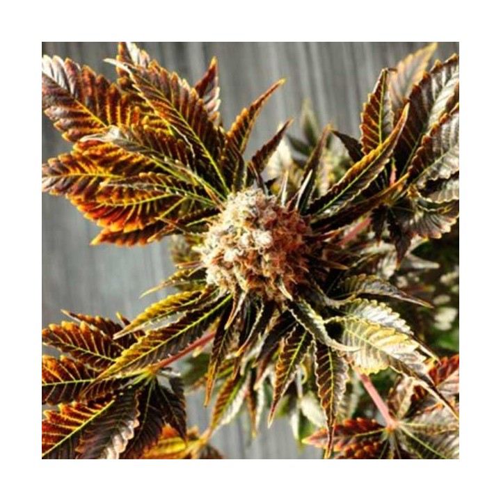 Wildly White Feminizada de Bcn Seeds
