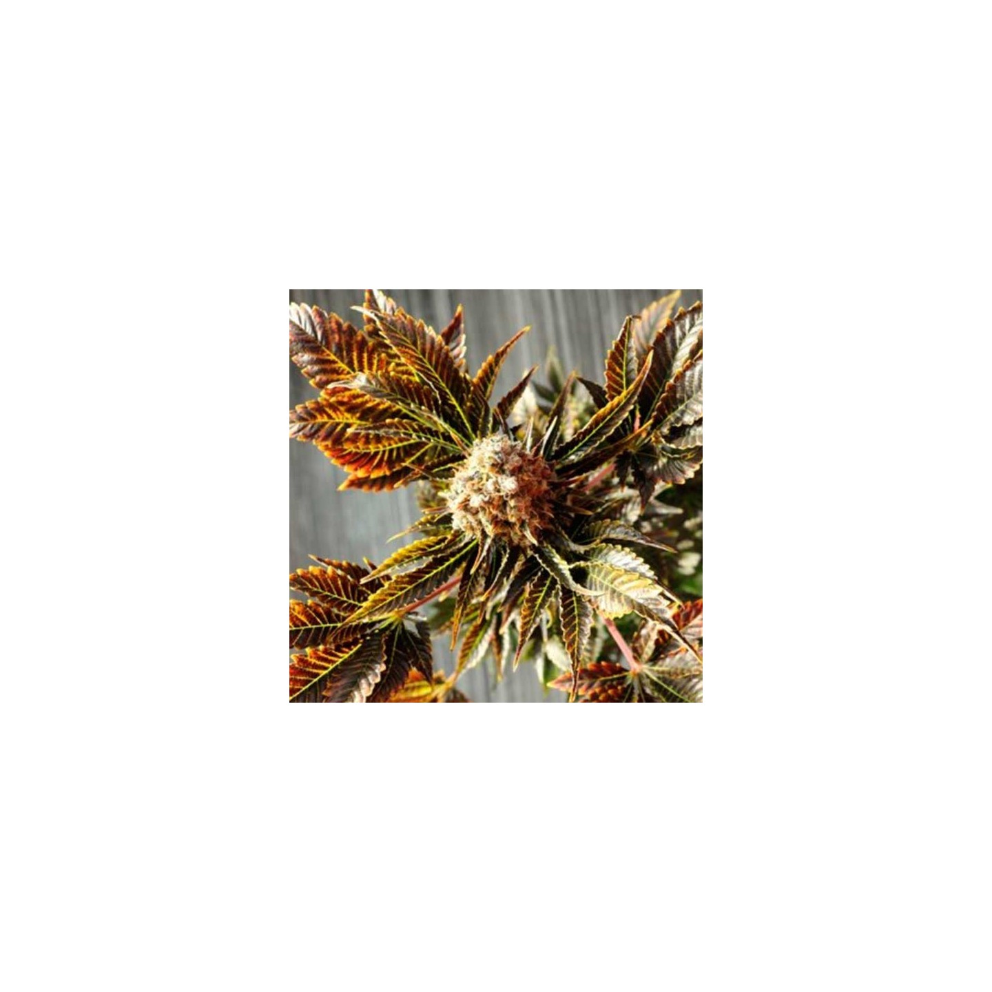 Wildly White Feminizada de Bcn Seeds