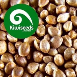Indoor Mix Feminizada de Kiwi Seeds