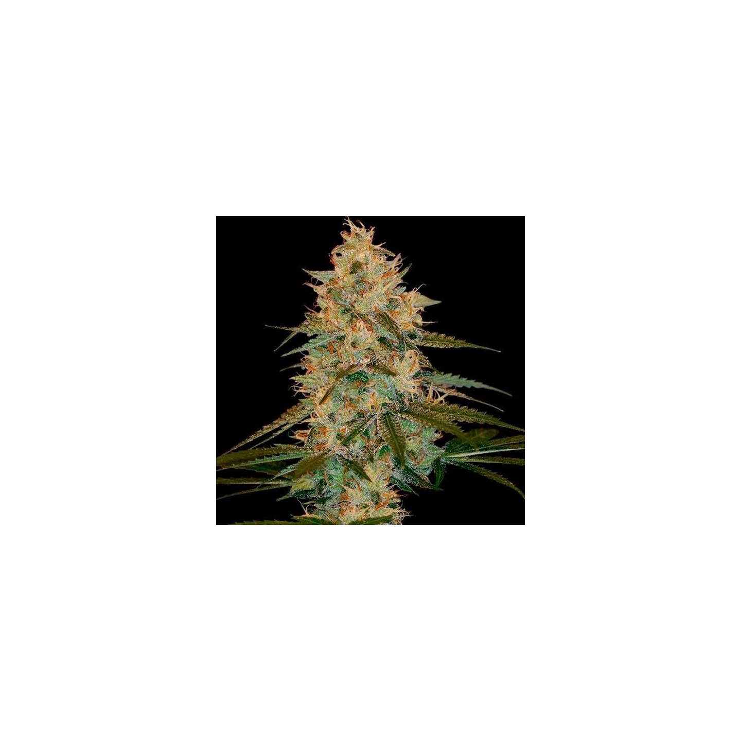 Choco Kush Autofloreciente Feminizada de Amsterdam Genetics