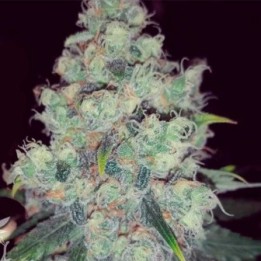 Choco Candy Feminizada de Zambeza Seeds