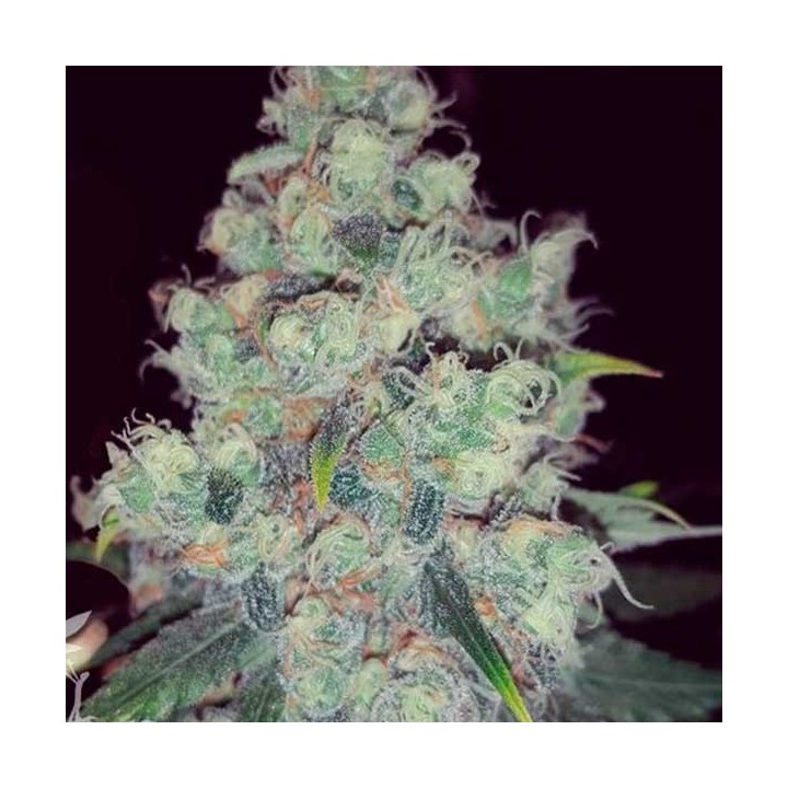 Choco Candy Feminizada de Zambeza Seeds