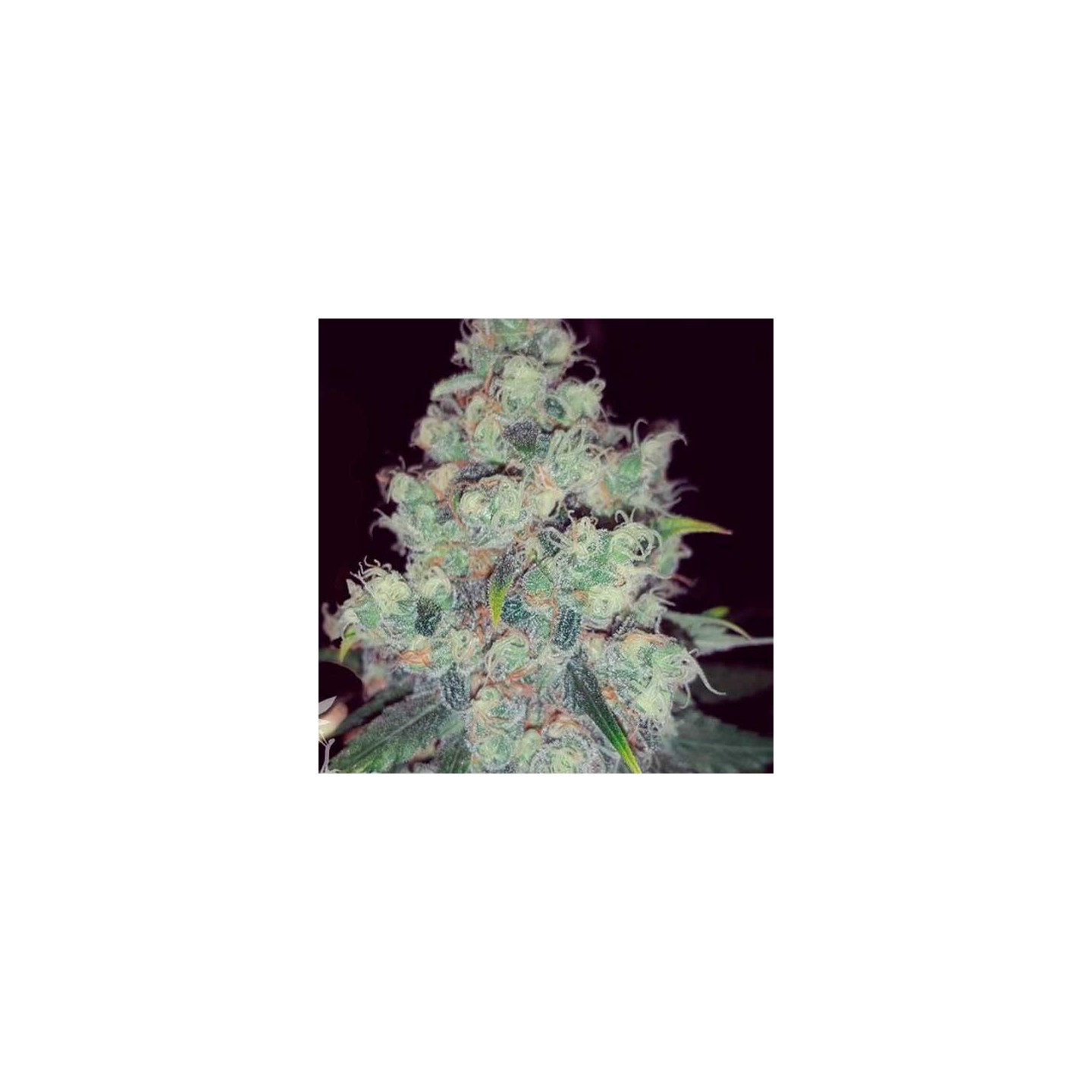 Choco Candy Feminizada de Zambeza Seeds