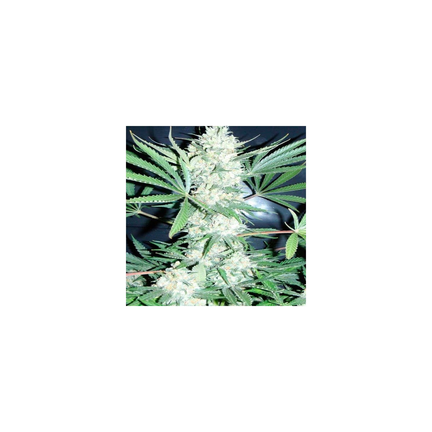 Chiesel Regular de Devils Harvest Seeds
