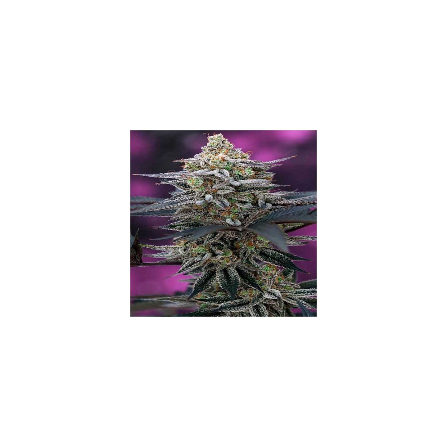 Cherrygasm Regular de Tga-Subcool