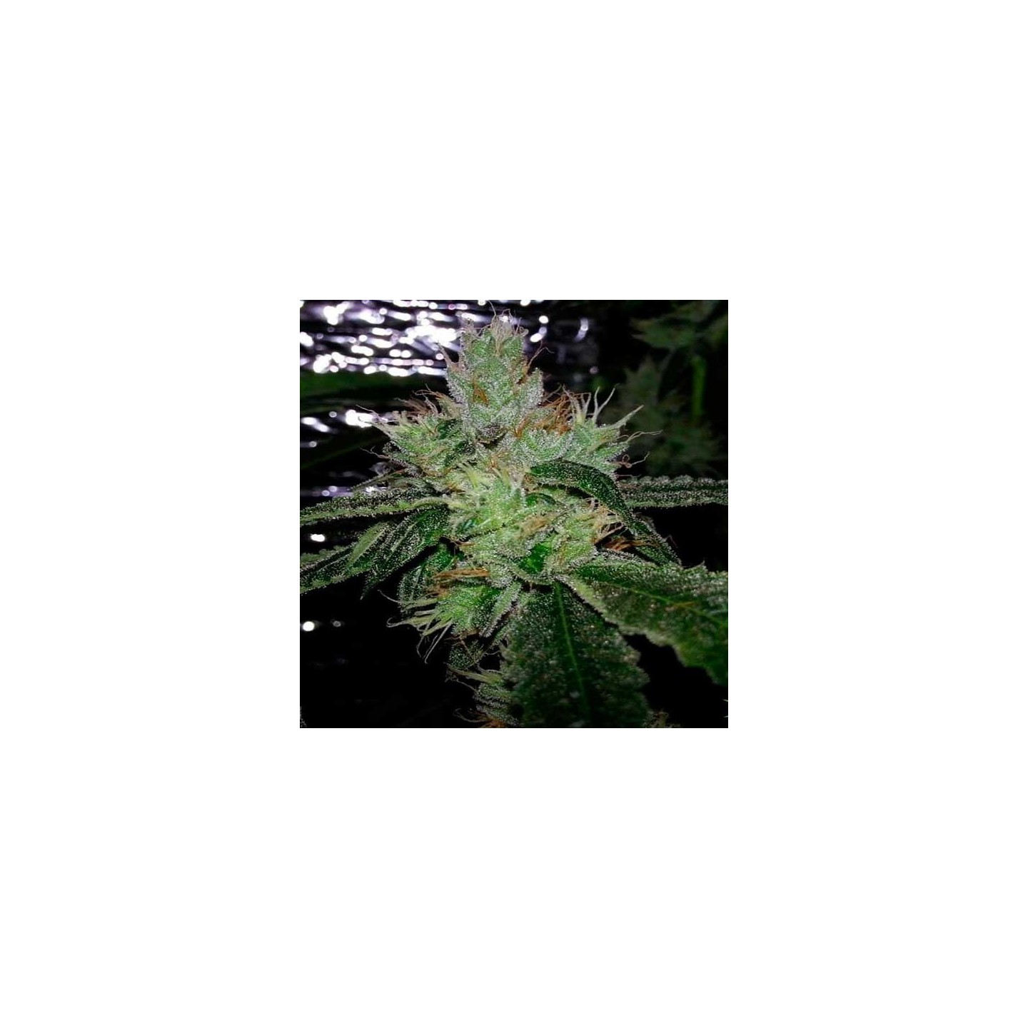 Cherry Moon Pie Feminizada de Big Buddha Seeds