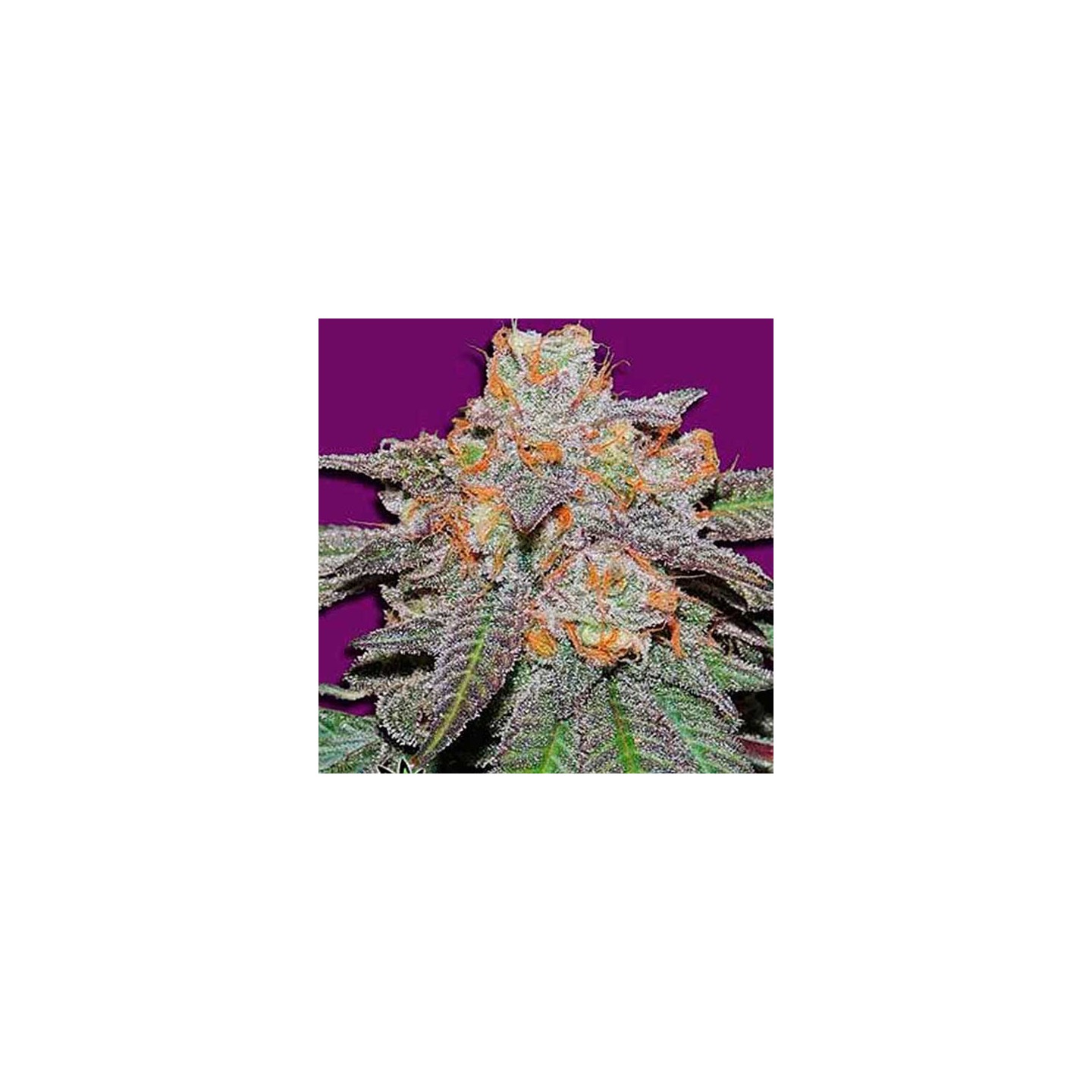 Cherry Bomb Regular de Bomb Seeds