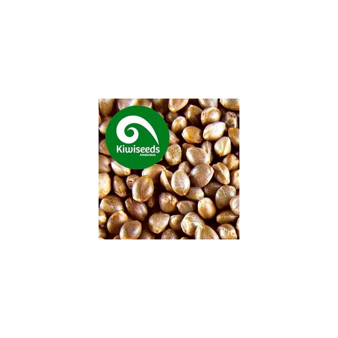 Outdoor Mix Feminizada de Kiwi Seeds