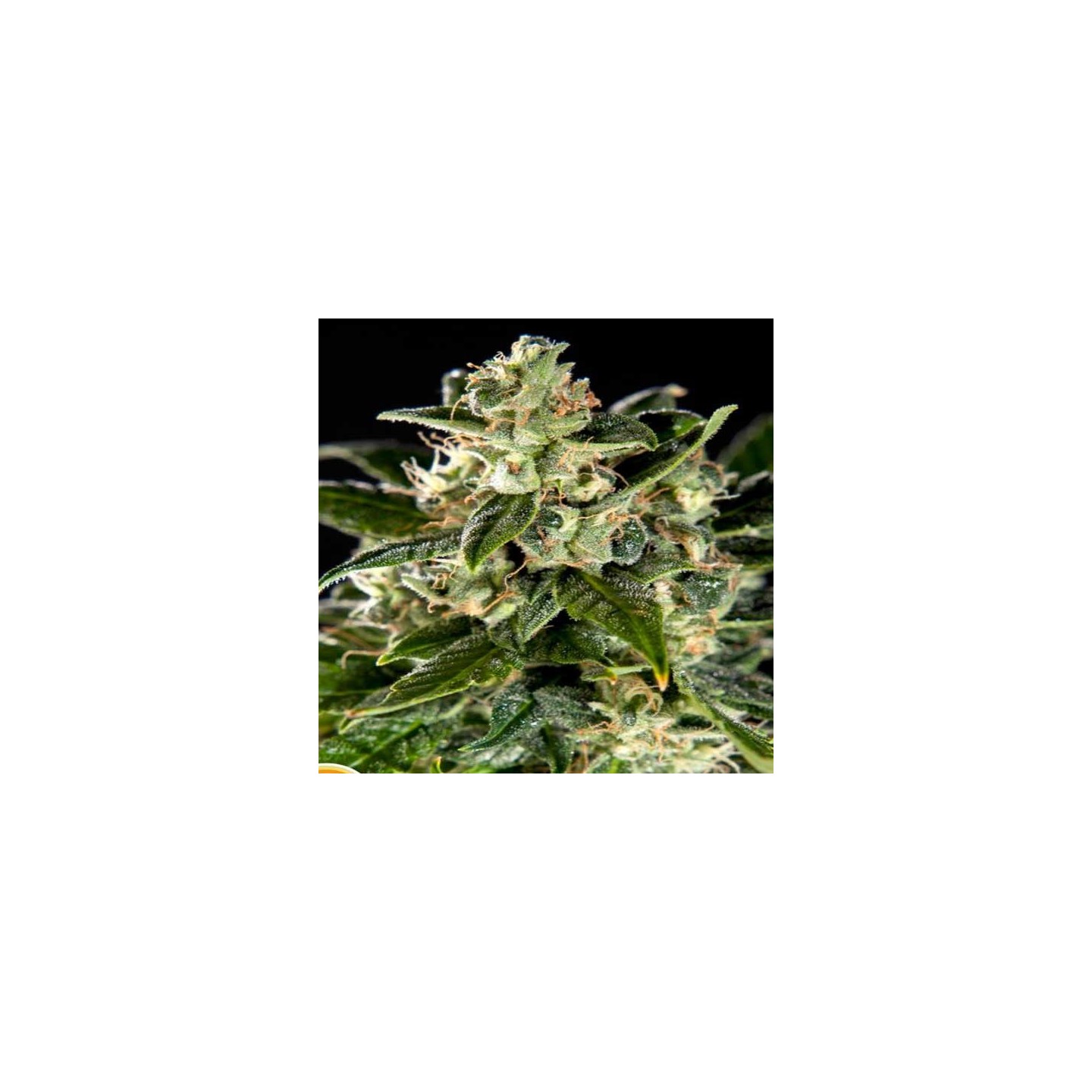 Cheesy CBD Autofloreciente Feminizada de Philosopher Seeds