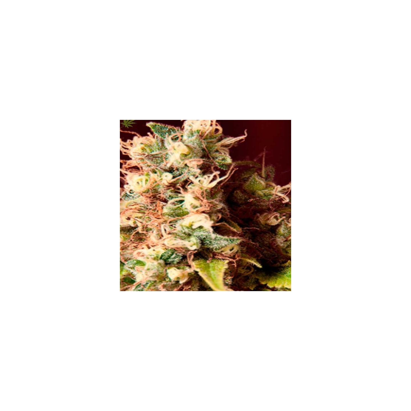 Cheese X Critical Feminizada de Exclusive Seeds