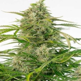 Cheese CBD Autofloreciente Feminizada de Dinafem