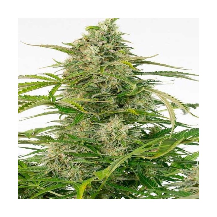 Cheese CBD Autofloreciente Feminizada de Dinafem