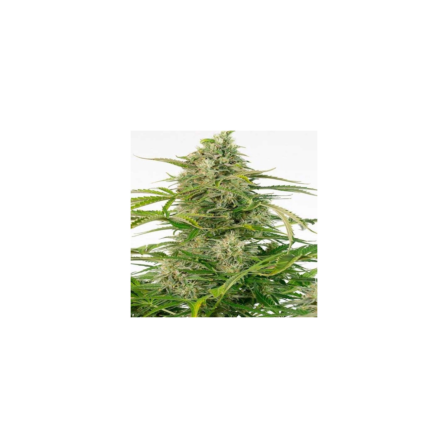 Cheese CBD Autofloreciente Feminizada de Dinafem