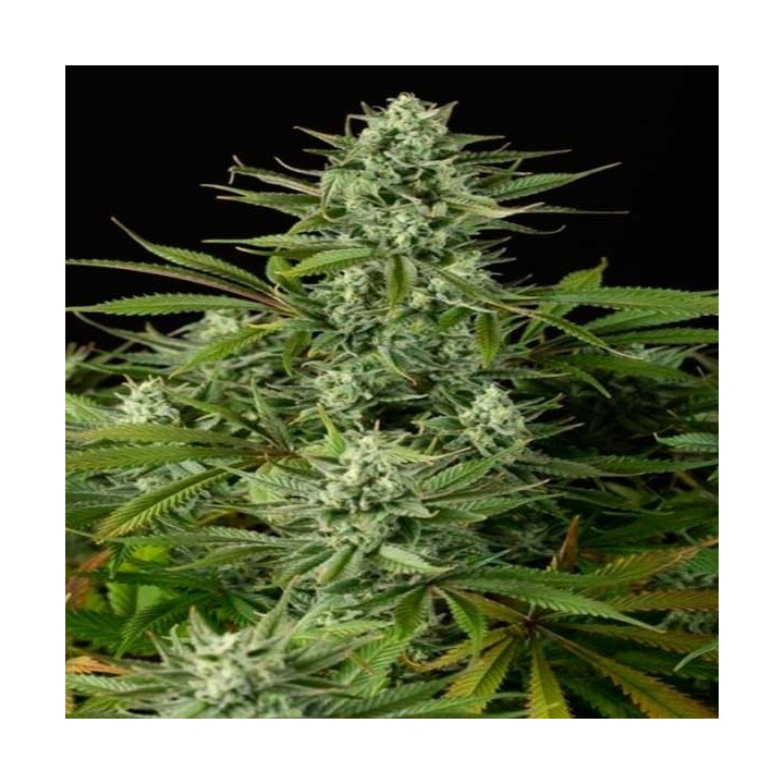 Cheese CBD Feminizada de Dinafem