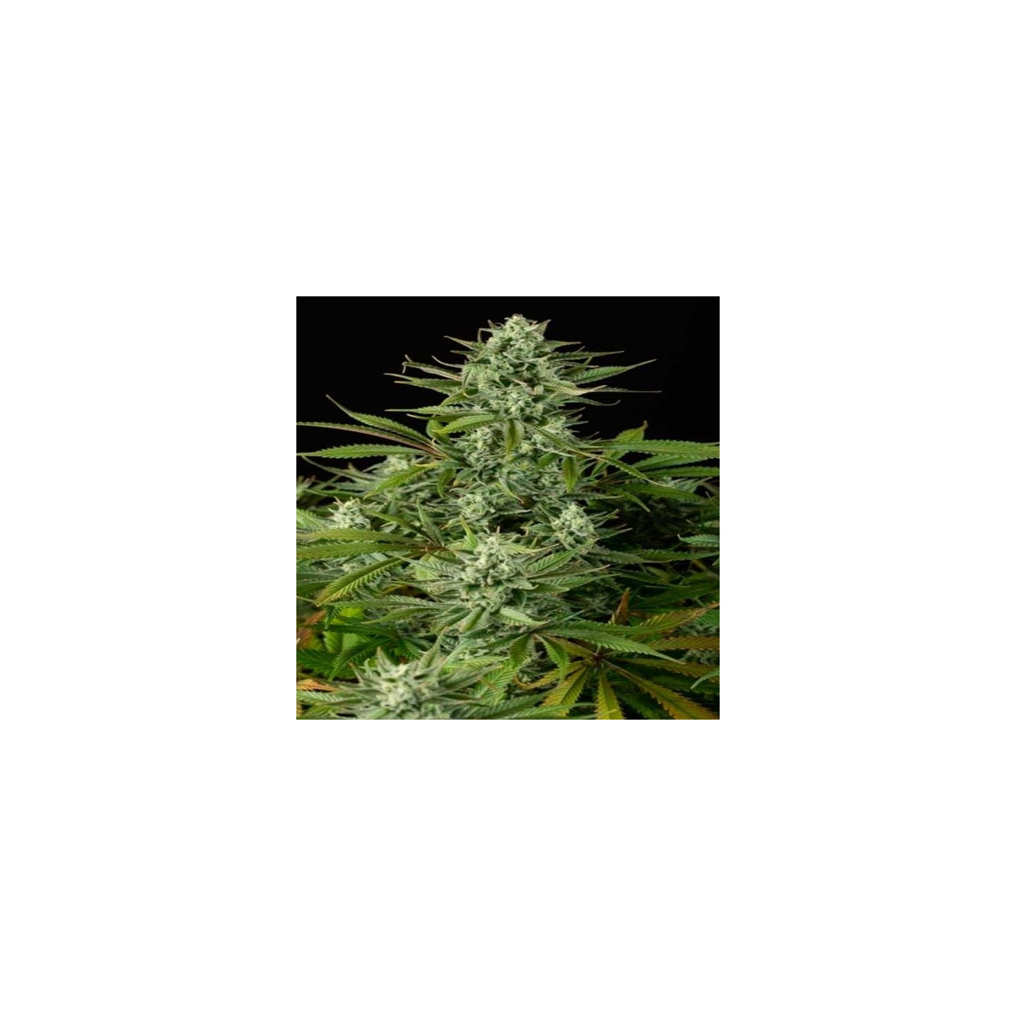 Cheese CBD Feminizada de Dinafem