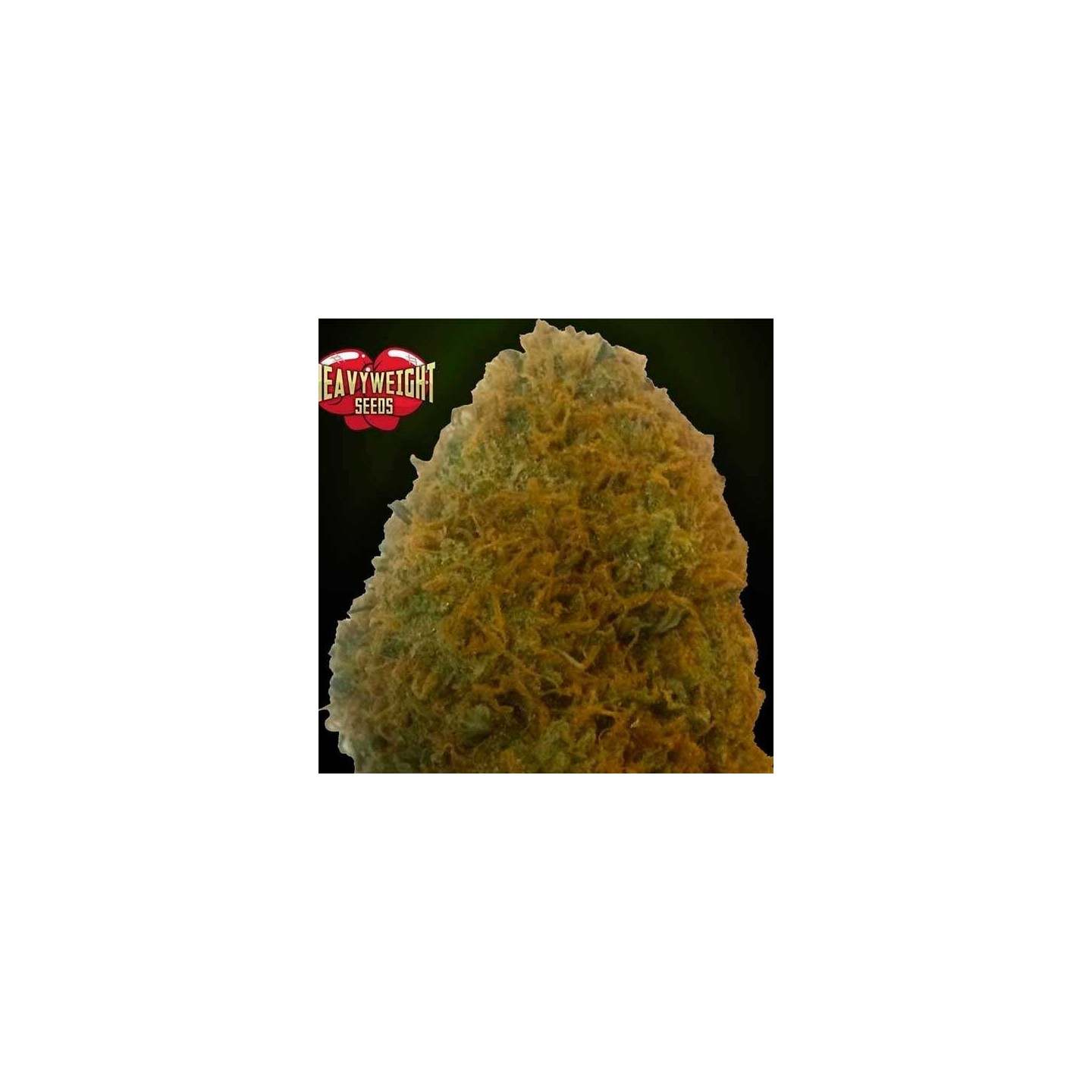 Champions Feminizada de Heavyweight Seeds