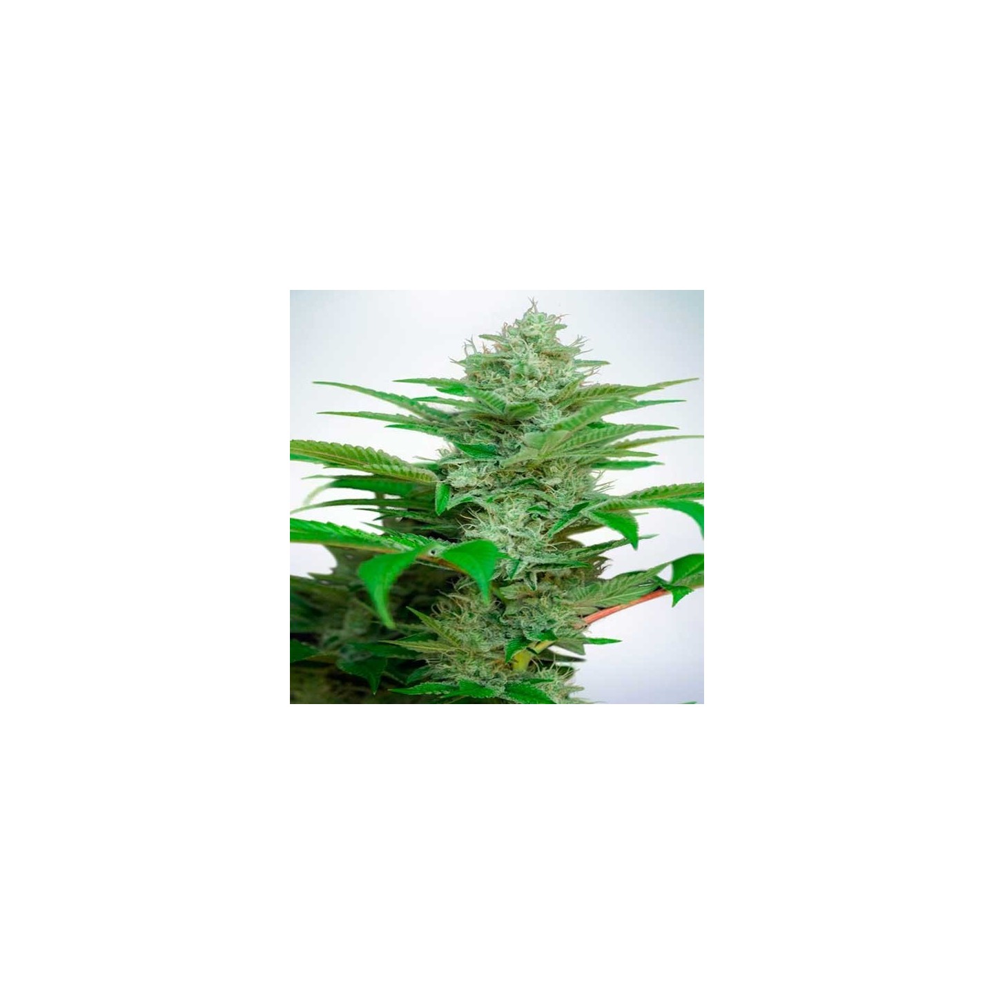 Star CBD Feminizada de Ministry Seeds