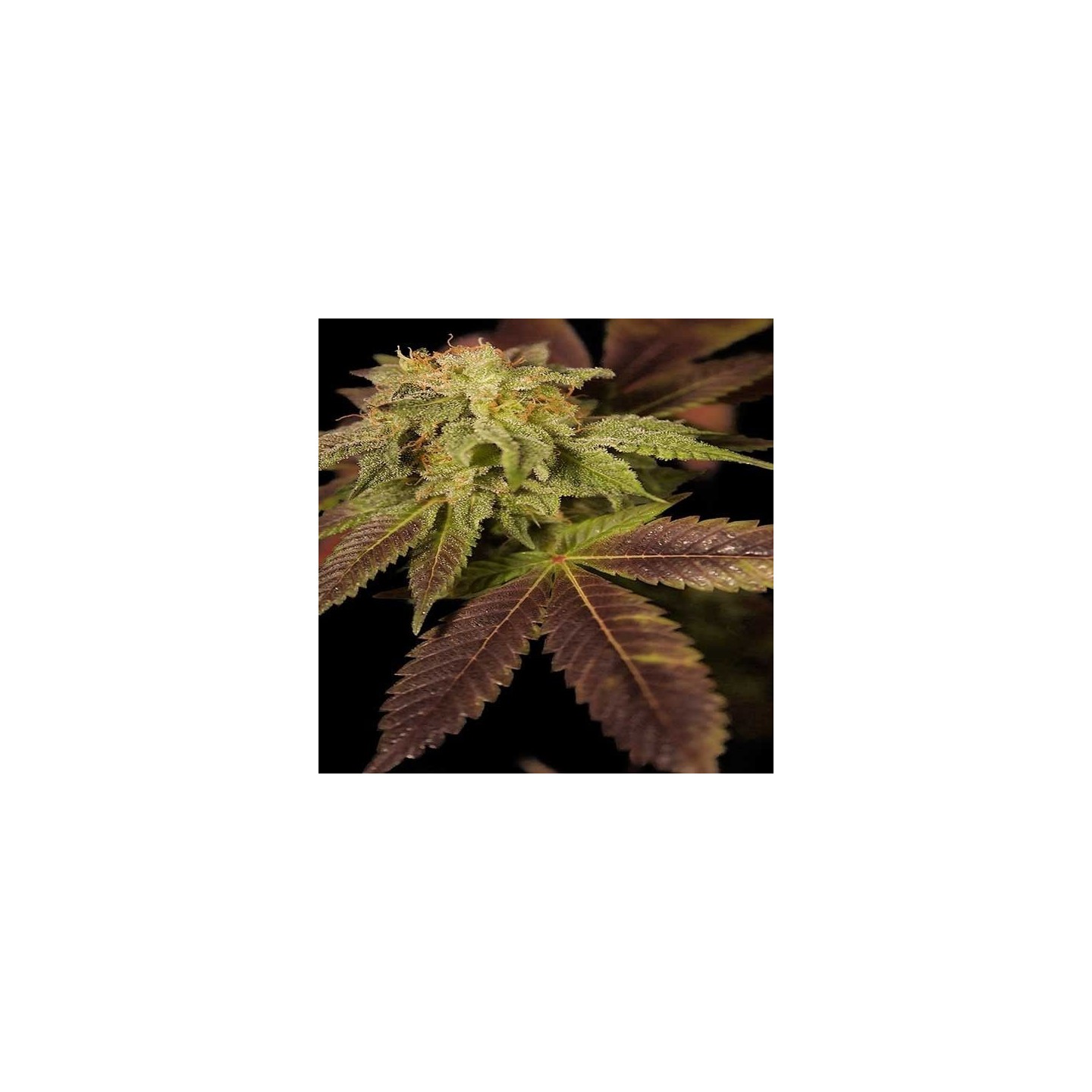 Star CBD Autofloreciente Feminizada de Ministry Seeds