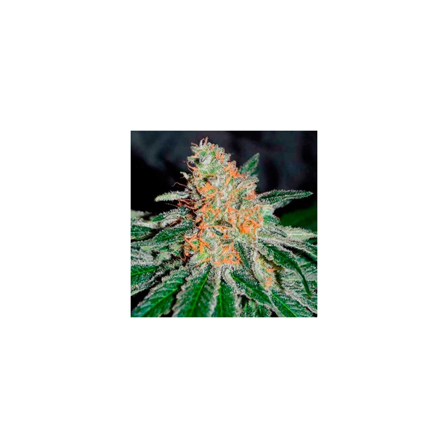 Jam CBD Feminizada de Delicious