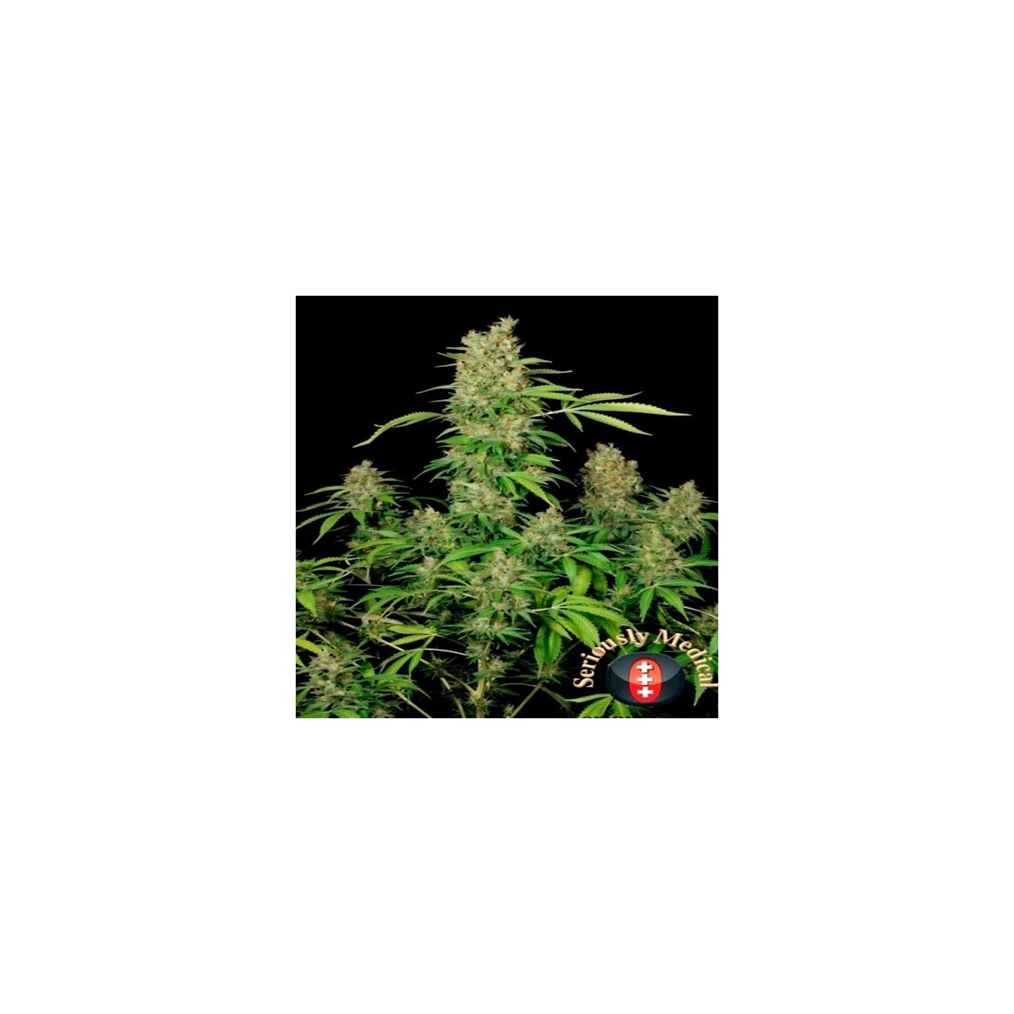 Chronic CBD Feminizada de Serious Seeds