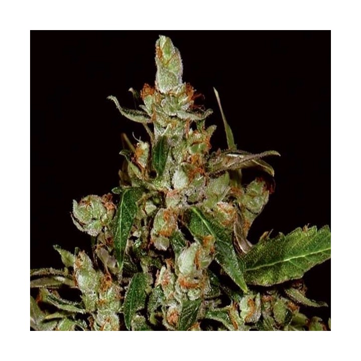 White Widow CBD Autofloreciente Feminizada de Dutch Passion