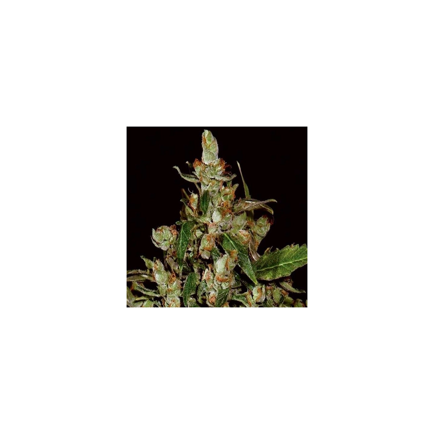 White Widow CBD Autofloreciente Feminizada de Dutch Passion