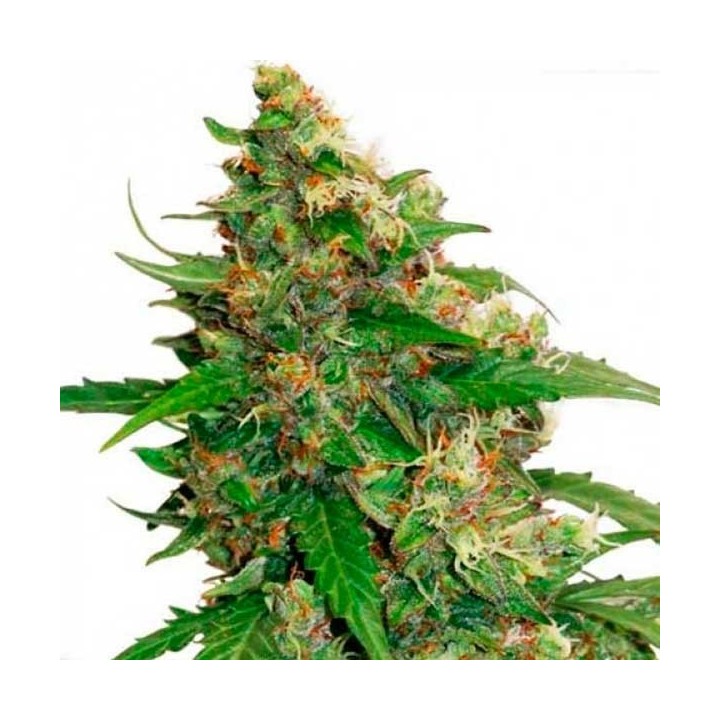Compassion Lime CBD Autofloreciente Feminizada de Dutch Passion