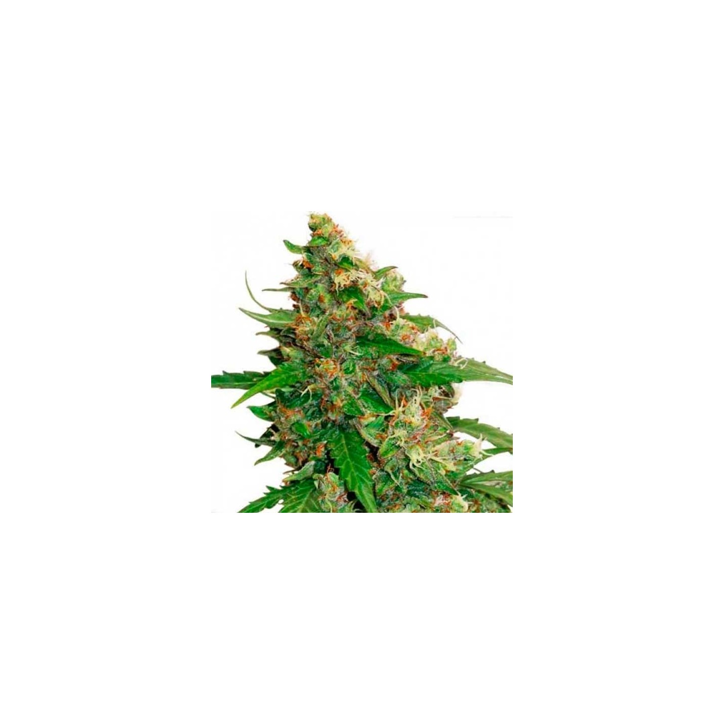 Compassion Lime CBD Autofloreciente Feminizada de Dutch Passion