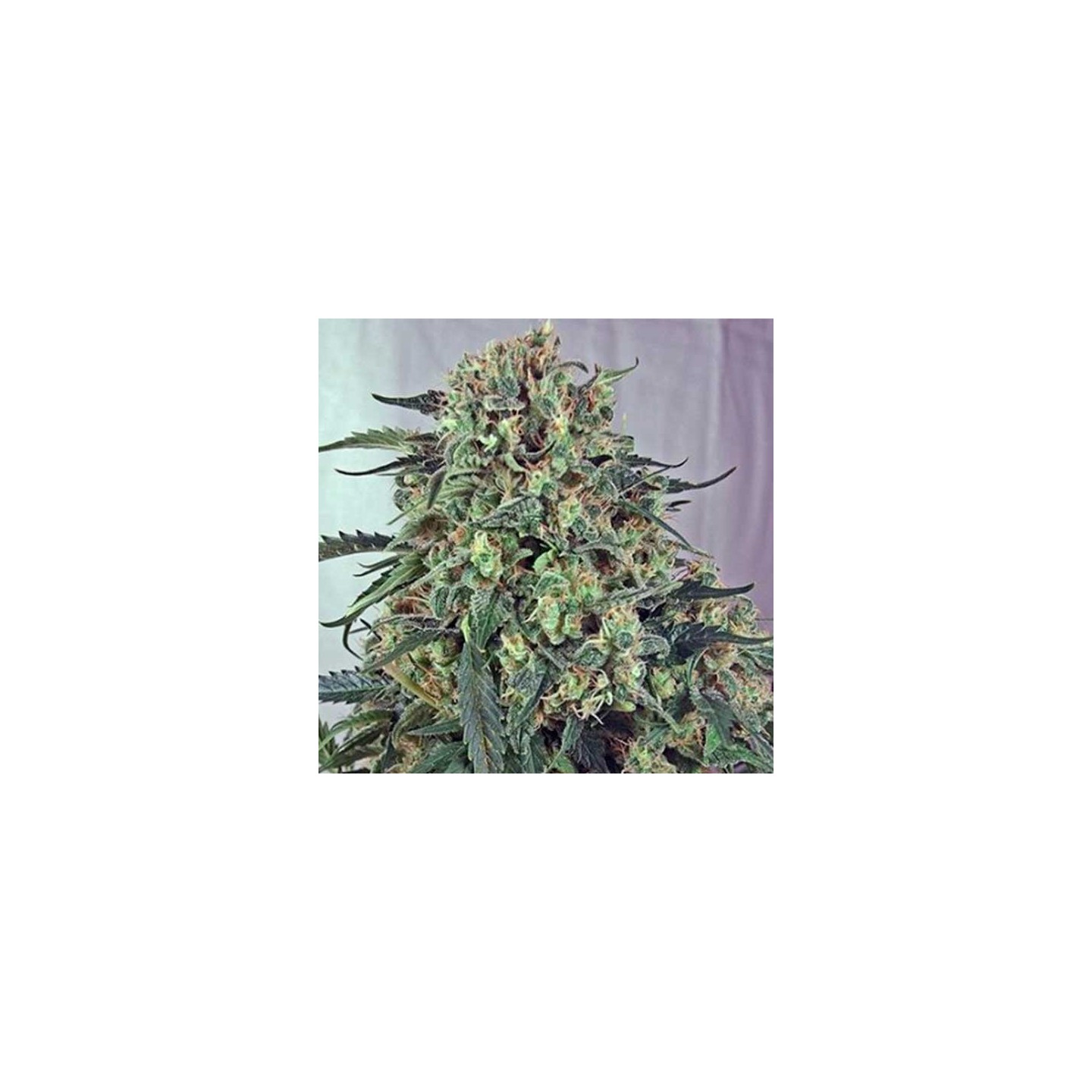 Caramelice CBD Feminizada de Positronics