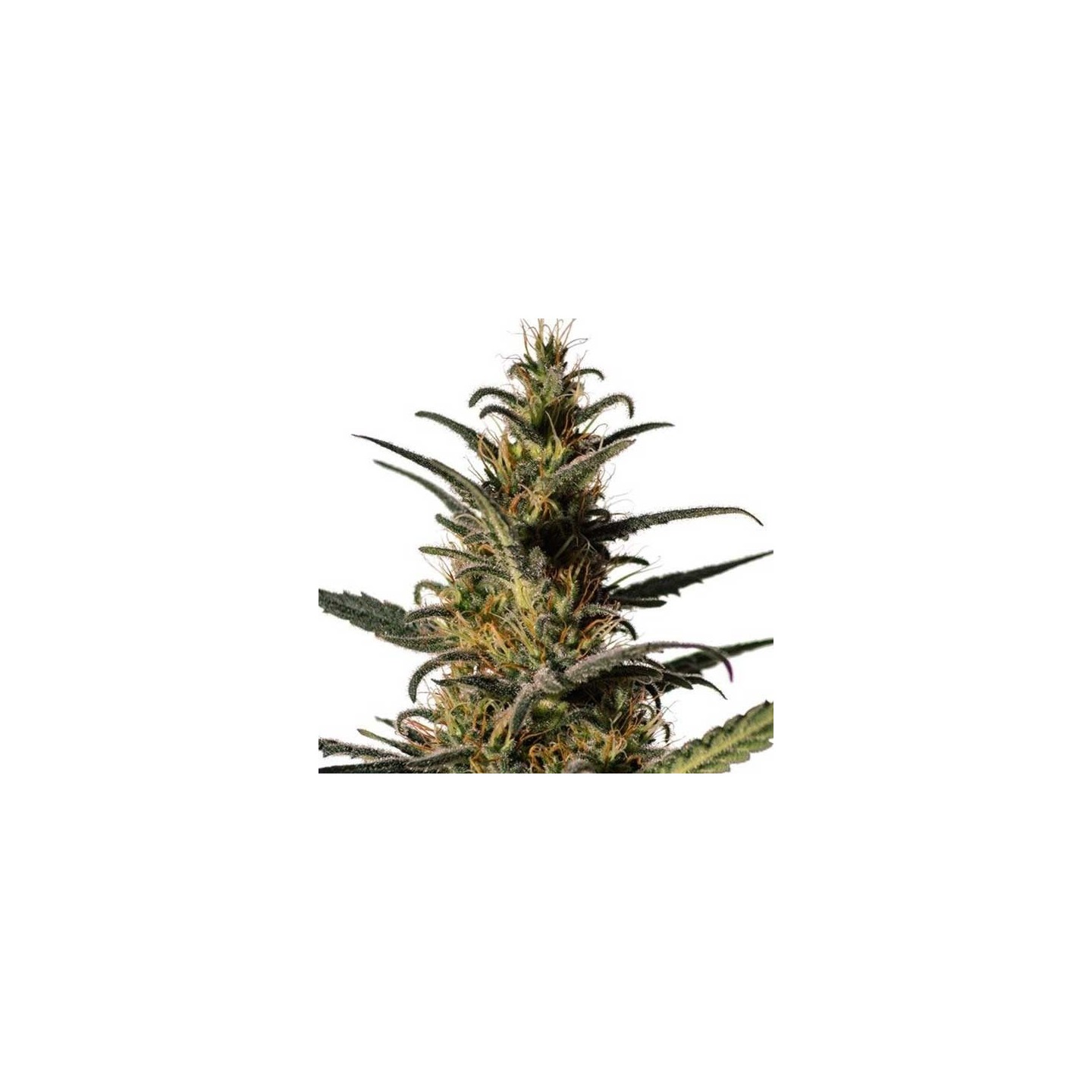 Candida Feminizada de Medical Marijuana