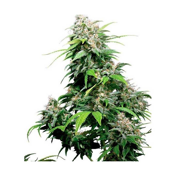 California Regular de 