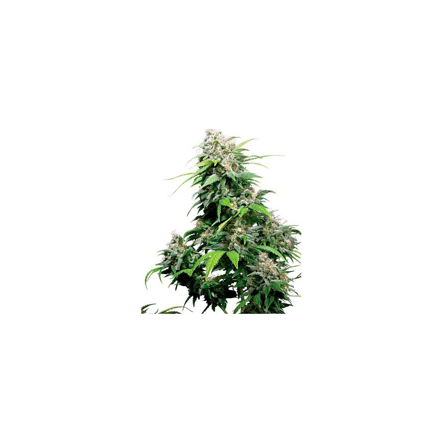 California Regular de 