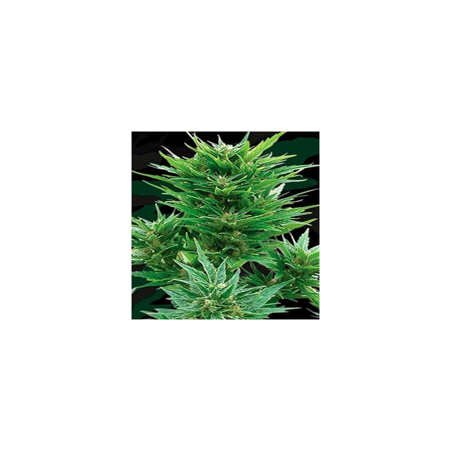 Buddha Haze Autofloreciente Feminizada de Big Buddha Seeds