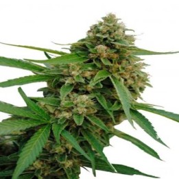 Bubba Kush CBD Feminizada de Dinafem