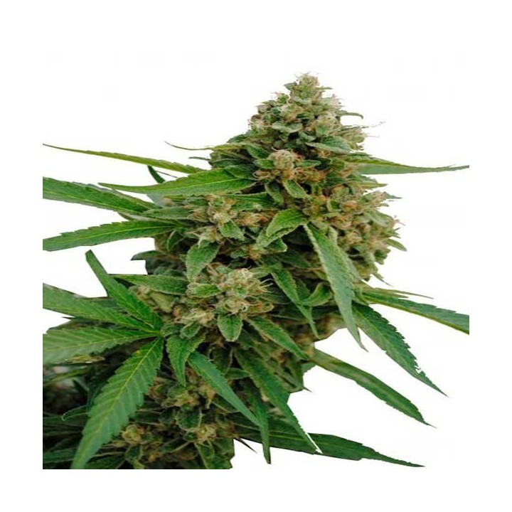Bubba Kush CBD Feminizada de Dinafem