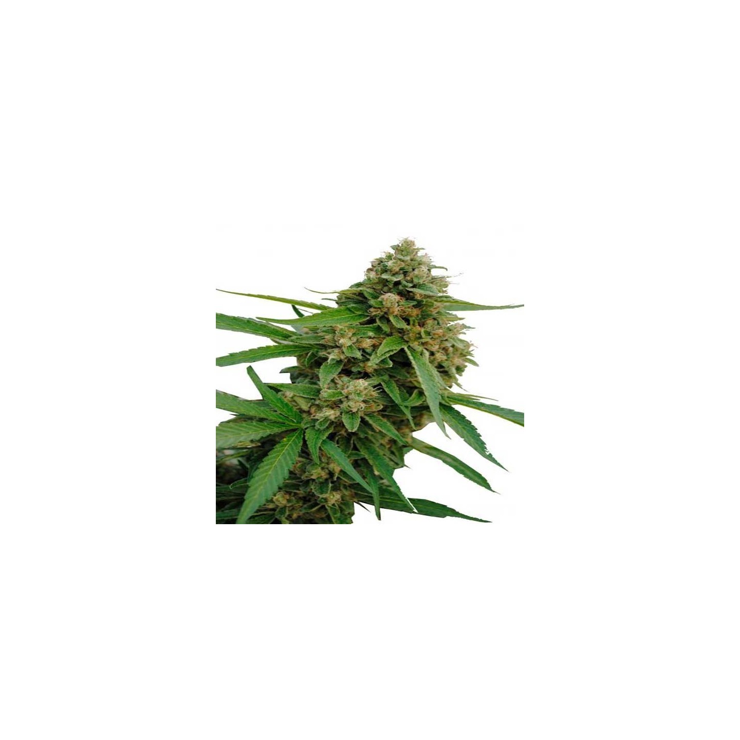 Bubba Kush CBD Feminizada de Dinafem